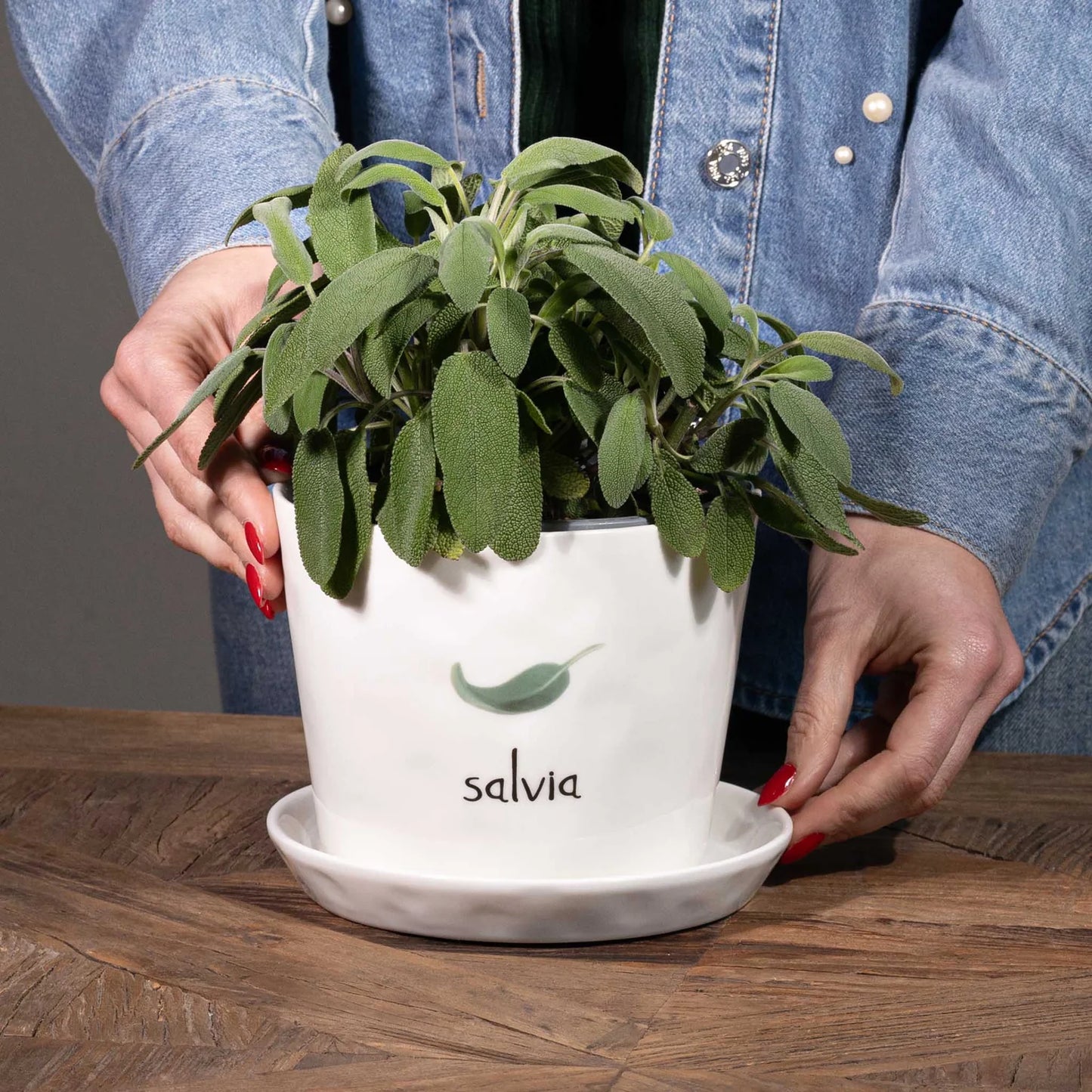 Salvia