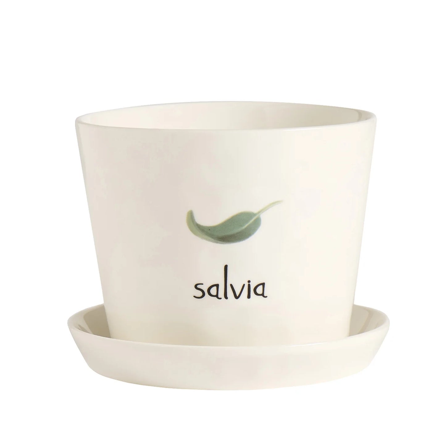 Salvia